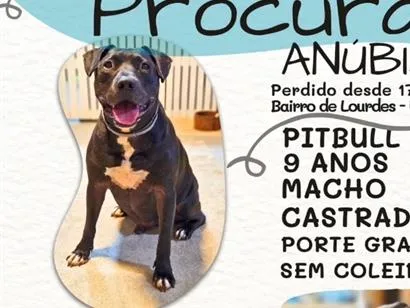 Foto de Anúbis perdido em Uberaba