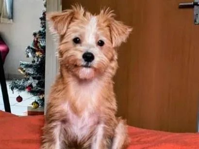 Foto de Cachorros e Cadelas Lua/Bella/BoBy/Simba para doação adocao em Belo Horizonte