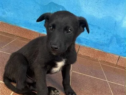 Foto de Ainda não tem nome para doação adocao em Camanducaia