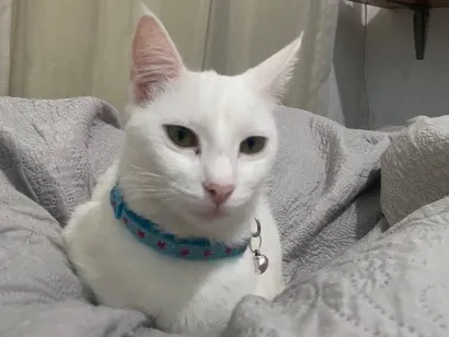 Foto de Marie perdido em Belo Horizonte
