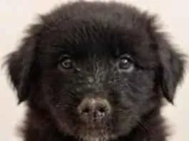 Foto de Cachorrinha para doação adocao em Belo Horizonte