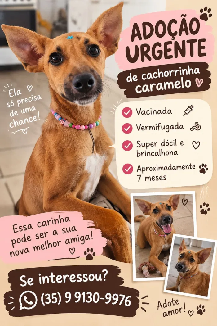 Foto de Betinha para doação adocao em Lavras