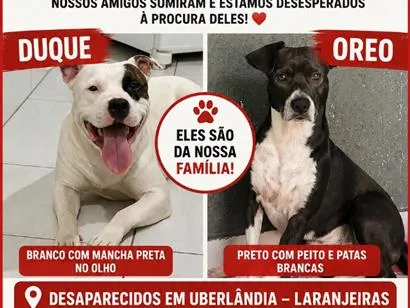 Foto de Duque perdido em Uberlândia