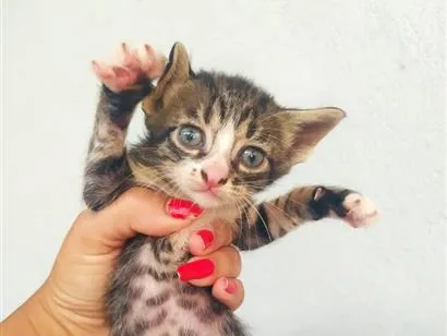 Foto de Gatos e Gatas filhotes de gatos para doação adocao em Formiga
