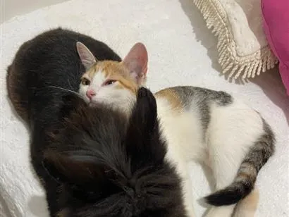 Foto de Mia perdido em Araguari