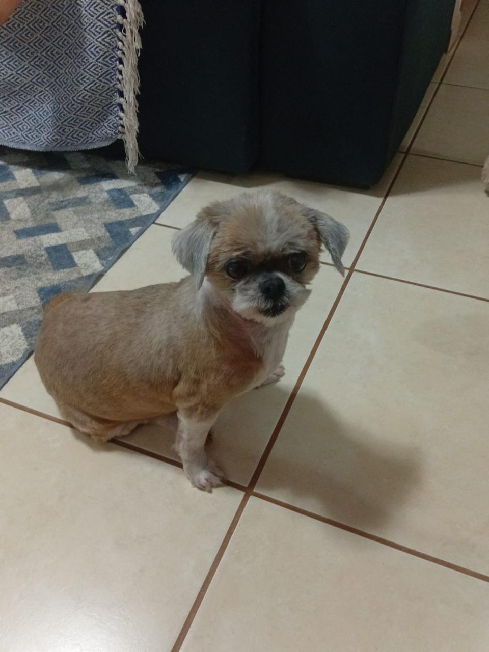Foto de Gaby perdido em Uberlândia
