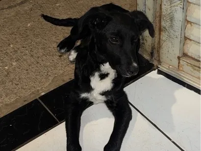 Foto de Kiara para doação adocao em Montes Claros