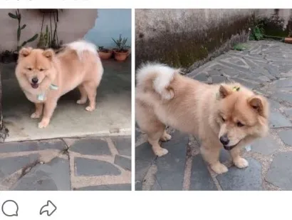 Foto de Amora perdido em Belo Horizonte