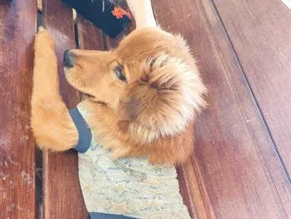 Foto de Cookie para doação adocao em Contagem