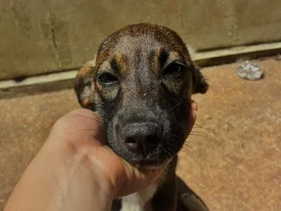 Foto de Peteco para doação adocao em Passos