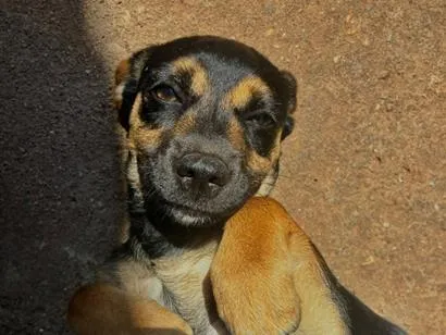 Foto de Pitico para doação adocao em Passos