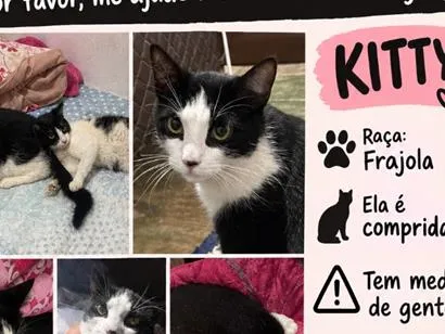 Foto de Kitty perdido em Guaxupé