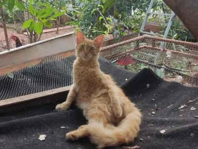 Foto de Ferrugem perdido em Patos de Minas