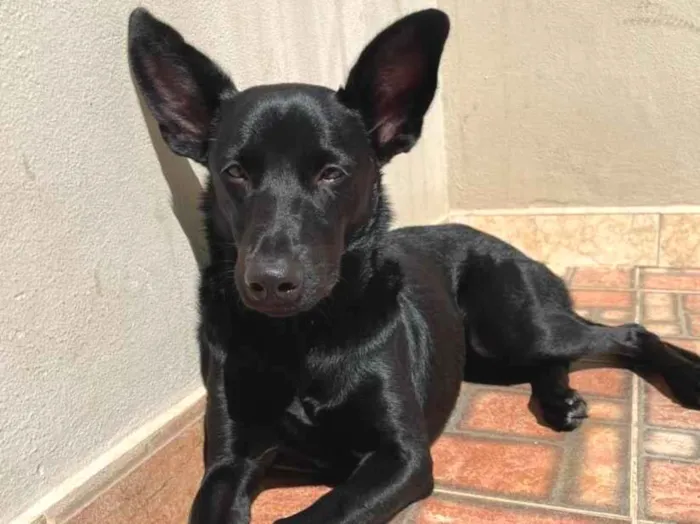 Foto de Jessie para doação adocao em Juiz de Fora