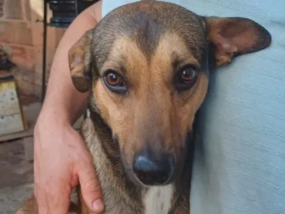 Foto de Bob perdido em Governador Valadares