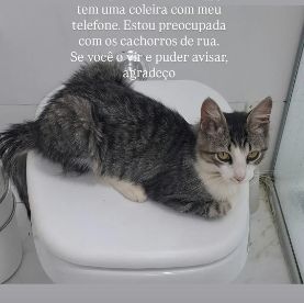 Foto de Luppy perdido em Campo Belo