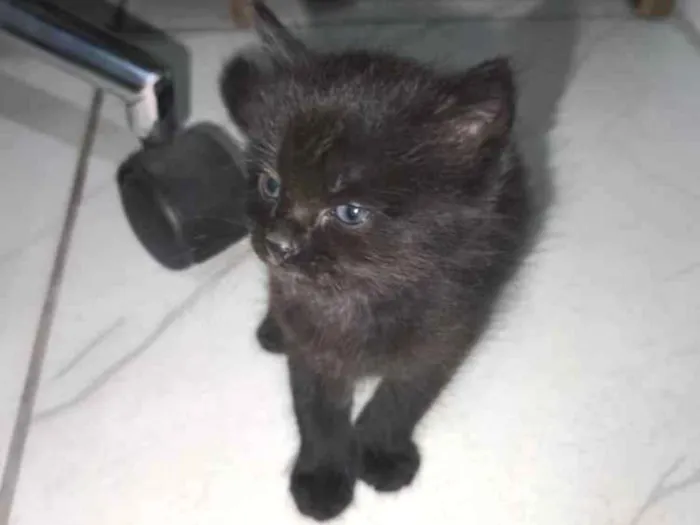 Foto de Espoletinhas para doação adocao em Ibirité