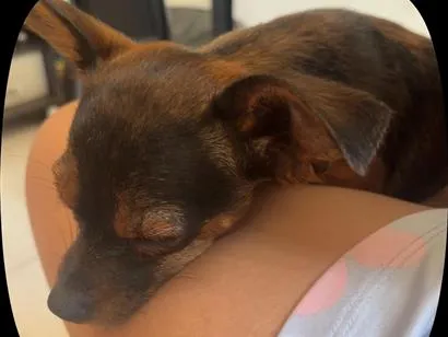 Foto de Nina perdido em Araguari