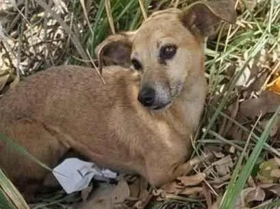 Foto de Laya perdido em Belo Horizonte