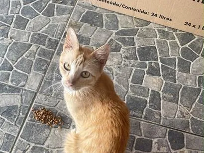 Foto de Laura para doação adocao em Belo Horizonte