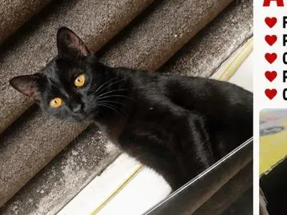 Foto de Athena perdido em Varginha