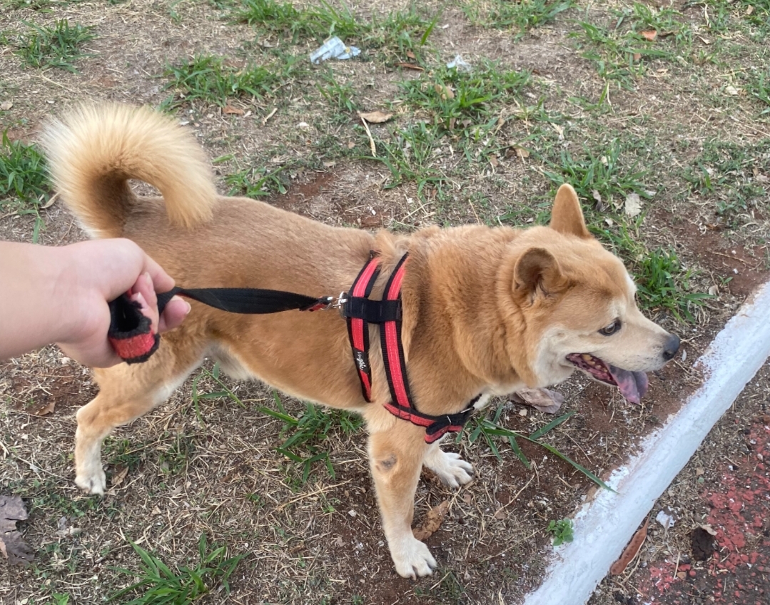 Foto de Bob perdido em Campo Grande