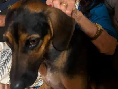 Foto de Cachorros e Cadelas Brad Perdidos perdido em Campo Grande