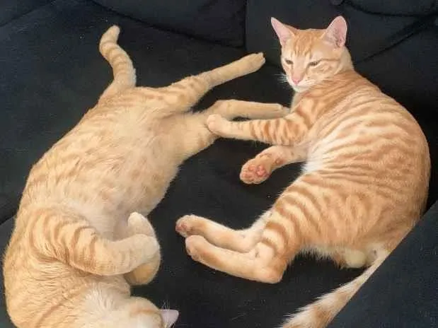Foto de Curumi perdido em Campo Grande