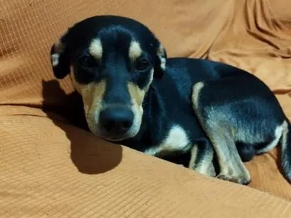Foto de benny perdido em Campo Grande