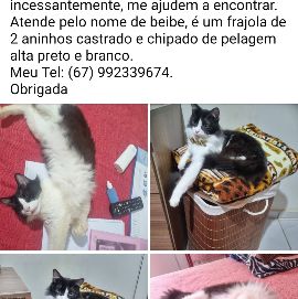 Foto de Beibe perdido em Campo Grande