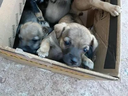 Foto de Cachorros e Cadelas 7 filhotes para doação adocao em Corumbá