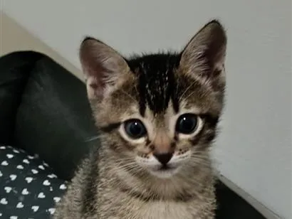 Foto de gatinha para doação adocao em Dourados