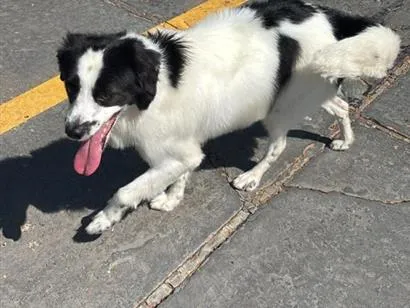 Foto de Theodoro perdido em Campo Grande