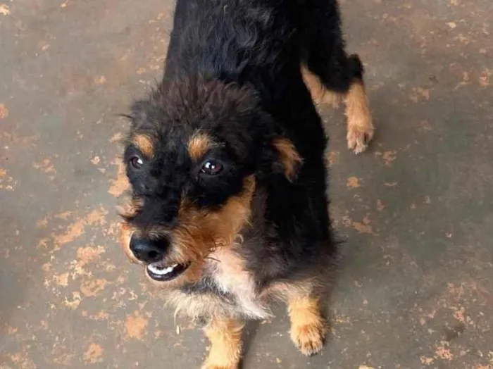 Foto de Vovó para doação adocao em Campo Grande
