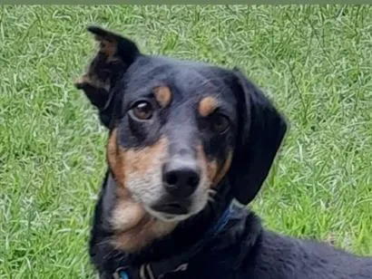 Foto de Black perdido em Campo Grande