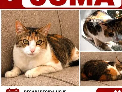 Foto de Juma perdido em Dourados