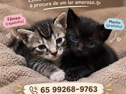 Foto de Gatos e Gatas Sem nome para doação adocao em Cuiabá