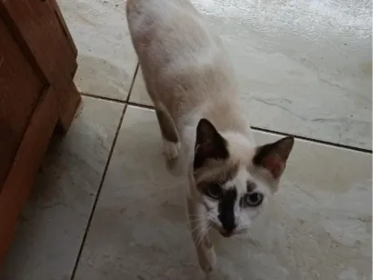 Foto de mia perdido em Aripuanã