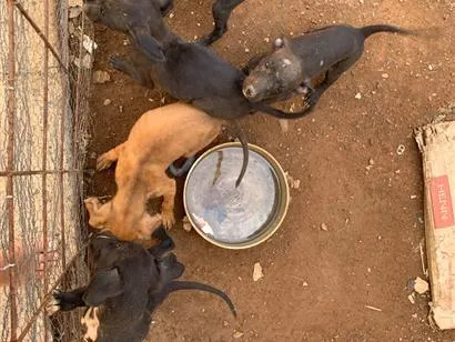 Foto de Cachorros e Cadelas Prestos para doação adocao em Sinop