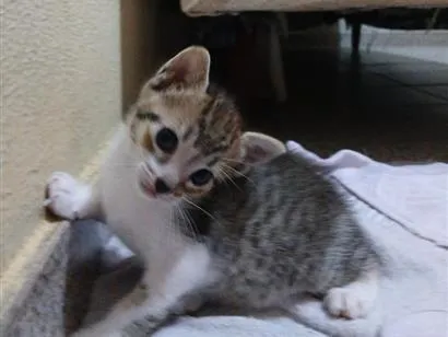 Foto de Gatos e Gatas Sem nome para doação adocao em Belém