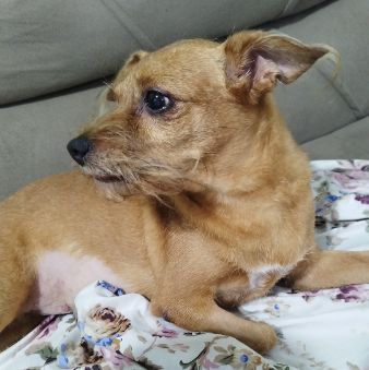 Foto de Mel perdido em Belém