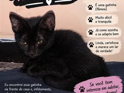 Foto de mel para doação adocao em Ananindeua