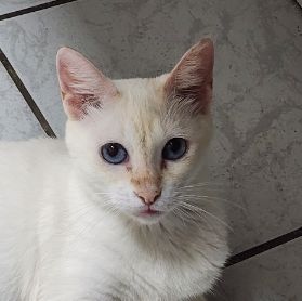 Foto de Diná perdido em Belém