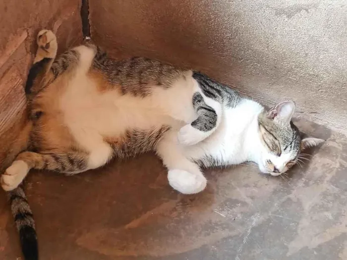 Foto de Simba para doação adocao em Santarém