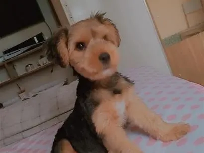 Foto de Strix perdido em Parauapebas