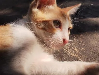 Foto de Gatos e Gatas eles não possuem nome ainda para doação adocao em Belém