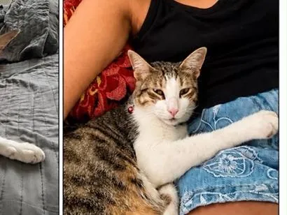 Foto de Nemo perdido em Belém