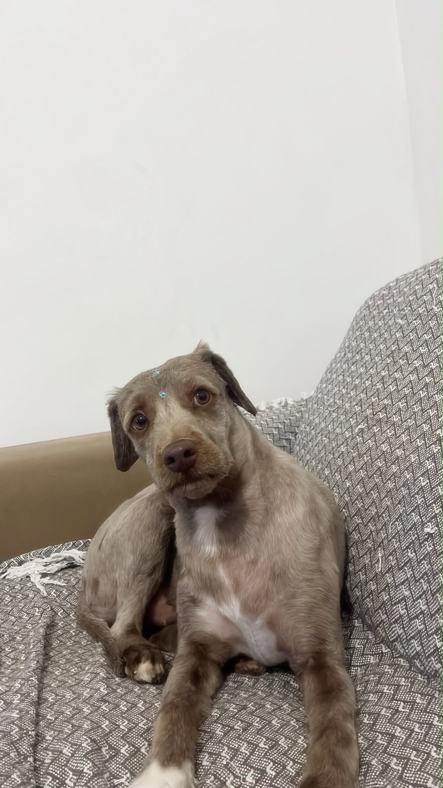 Foto de Otávia perdido em Cabedelo