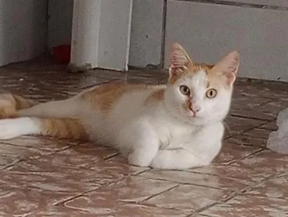 Foto de Simba perdido em Campina Grande