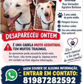 Foto de Árthemis perdido em Olinda